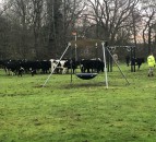 Bovine brigade: Herd of heifers ‘invades’ area of rural RAF base