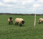 How to manage your rams after the breeding season
