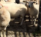 Appeal for 'stolen' flock owners after 63 sheep seized in Yorkshire