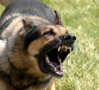 Dog owners warned of consequences to livestock worrying