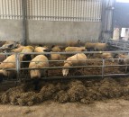 Ewe management: It’s time to administer clostridial vaccinations