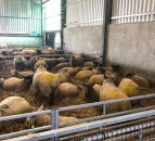 Lameness: What can farmers do about it?