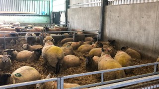 Lameness: What can farmers do about it?