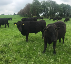 Dale Farm and ABP announce new dairy-beef partnership – ‘Horizon’