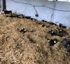 4 simple steps to avoiding a scour outbreak as calf numbers grow