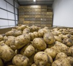 UK potato businesses urged to ditch CIPC ahead of use-up date