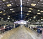 Inside a 4,600 head beef-finishing operation in the UK