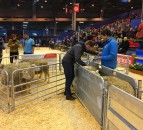 UK young shepherds head to European finals