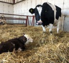Avoid getting up during the night this calving season; here’s how…