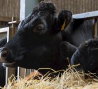 Sainsbury's launches new beef range with 25% less carbon