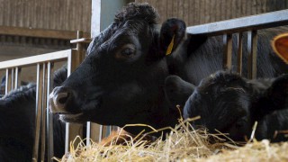 Angus quality bonus ‘worth up to 20c/kg’ on in-spec animals