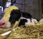 Video: Testing the quality of colostrum and top tips when stomach tubing a newborn calf