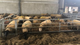 What are the dangers associated with under and overfeeding ewes?