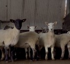 Pre-lambing checklist: How to make life easier come lambing time