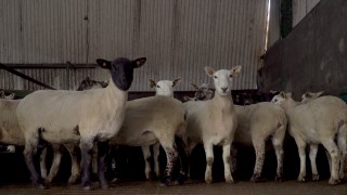 Pre-lambing checklist: How to make life easier come lambing time