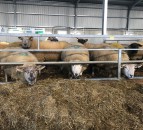 Are your ewes wasting silage? Check out how this farmer overcame this problem