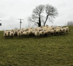 Sheep focus: Reducing costs, mortality rates and lameness through outdoor lambing