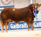 Dyke bull tops solid Stirling Limousin trade at 13,500gns