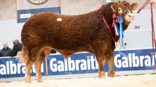 Dyke bull tops solid Stirling Limousin trade at 13,500gns