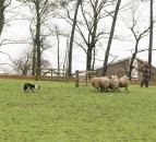 ‘World record price smashed’ as sheep dog sells for over €22,500