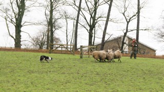 ‘World record price smashed’ as sheep dog sells for over €22,500