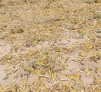 Locust swarm to create ‘major food crisis’ in Africa