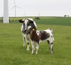 New industry figures shed light on Welsh beef farming trends