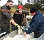 New expression of interest window opens for Hill Ram Scheme