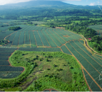 Irish fruit firm purchases 900ha farm in Costa Rica