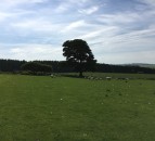 Report outlines how to improve support for tenant farmers