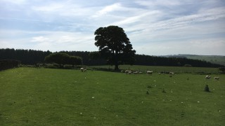 Report outlines how to improve support for tenant farmers