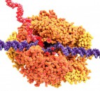 UK scientists successfully map African swine fever genome