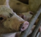 First case of African swine fever reported in Greece