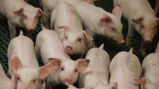 UK TV authority receives over 350 complaints for ‘How to Steal Pigs’