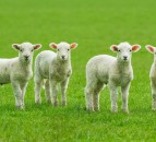 Scottish sheep farmers urged to donate to Lamb Bank 2024