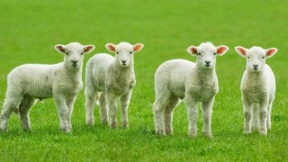 Scottish sheep farmers urged to donate to Lamb Bank 2024
