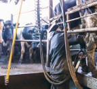 Refreshed strategy for the Scottish Dairy sector launched