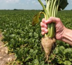 Sugar beet could make return to Scotland after almost 50 years