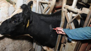 TB eradication strategy ‘the only light at the end of a very dark tunnel’ for farmers