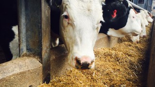 DAERA announces brucellosis compensation rates for February