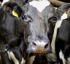 DNA evidence used to prove farmer stole neighbour’s cow