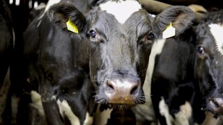 DNA evidence used to prove farmer stole neighbour’s cow
