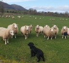NSA launches 2020 dog worrying survey