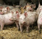 2020 EU PiG Innovation Group Grand Prix winners announced