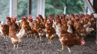 Case of bird flu confirmed in Scotland