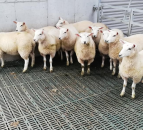 Sheep advice: How can I reduce the risk of lameness in slatted sheds?