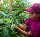 Feed the Nation: 11,000 sign up to 'Land Army' style scheme