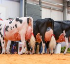 Holstein UK announces All-Britain award winners