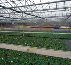 ‘Lifeline’ for plant and flower growers as garden centres set to reopen