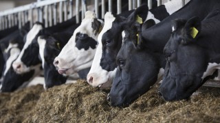 International dairy product markets to come under pressure throughout 2020